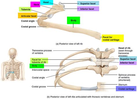 Rib Order Anatomy at Rebekah Abbott blog