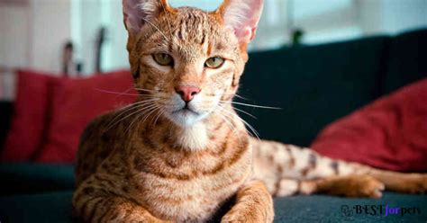 Ashera Cat Price In India - Best For Pets