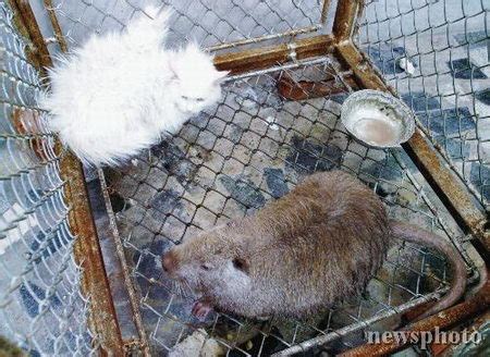 动物园引进体长80厘米老鼠王 猫受惊吓瑟瑟发抖_新闻中心_新浪网