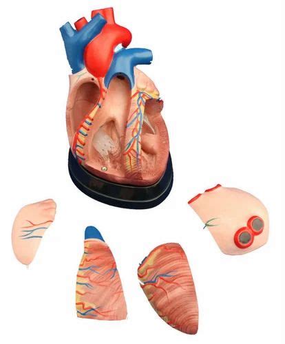 Heart Models - Jumbo Heart Model ( BEP-307 ) Trader - Retailer from Pune