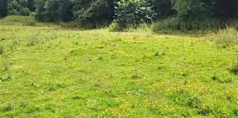 Blackdam & Crabtree -Wildflower Seed Collecting and Flora ...