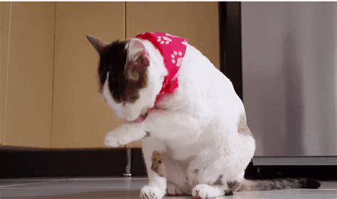 Python Video Views Code 的图像结果