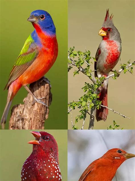 10 striking red birds that colour the skies | Times of India