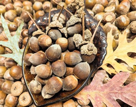 Oak Acorn Nuts For Sale at Eugene Linn blog
