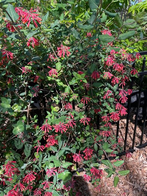 Honeysuckle Vines Fence