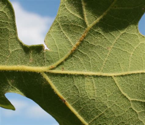 Centenary College Arboretum: Tree of the Week: Post Oak (Quercus stellata)