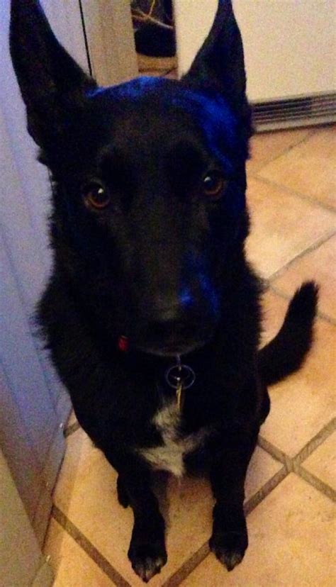 Puppy Exploding 的图像结果