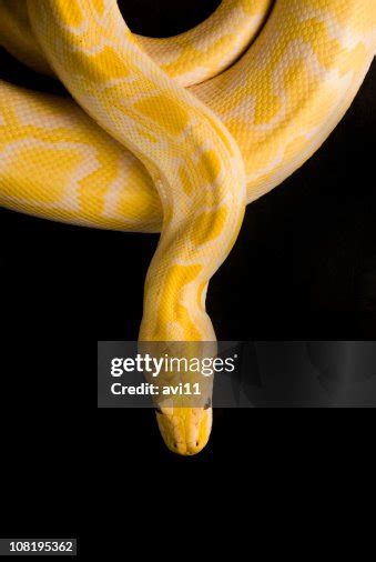 Image result for Black Burmese Python