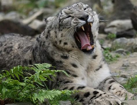 Image result for Snow Leopard Digging Pit