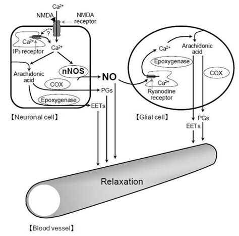 Role of Neuron–Glia Signaling in Regulation of Retinal Vascular Tone in ...