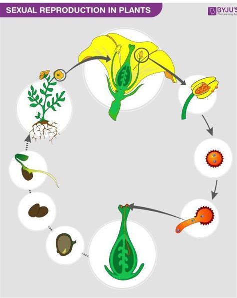std 10th Sub- Science II Draw a neat labelled diagram explain ...