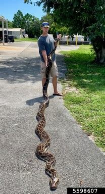 Pythonidae 的图像结果