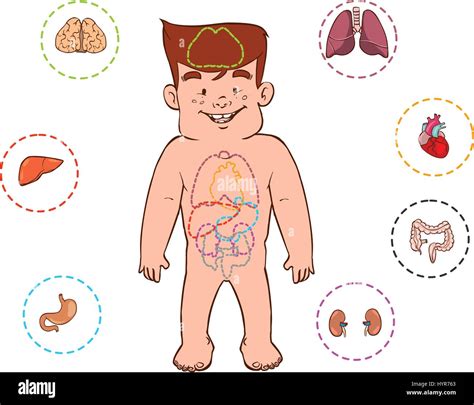 vector illustration of a children's digestive system Stock Vector Image ...