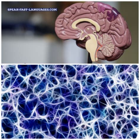 Learning a Second Language 的图像结果