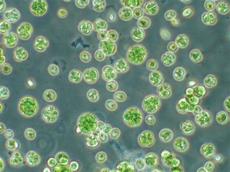 Image result for microalgae