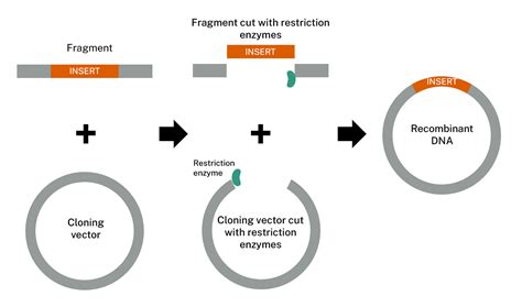 Cloning Method 的图像结果