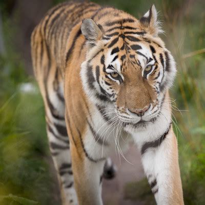 FELIDA Big Cat Sanctuary - a project by FOUR PAWS