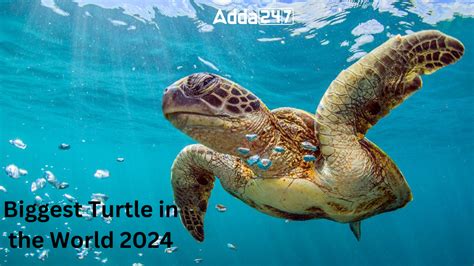 Biggest Turtle in the World 2024, List of Top-10