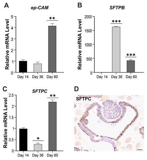 Two Different Therapeutic Approaches for SARS-CoV-2 in hiPSCs-Derived ...