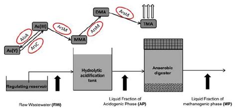 Arsenic Transformation in Swine Wastewater with Low-Arsenic Content ...