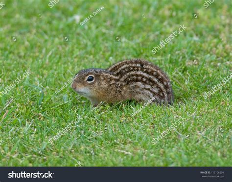 Photograph Rather Shy Thirteenlined Striped Gopher Stock Photo ...