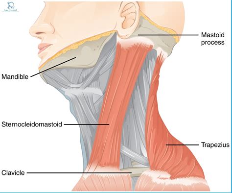 Sternocleidomastoid: Origin, Insertion, Nerve Supply & Action » How To ...