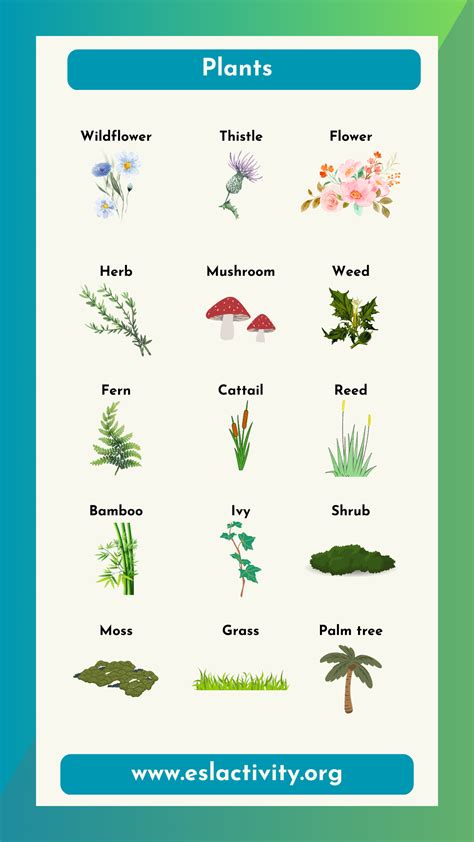 Plant Names in English | Most Common Types of Plants