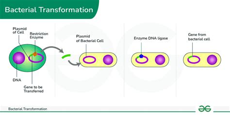 Transformation Genetics 的图像结果