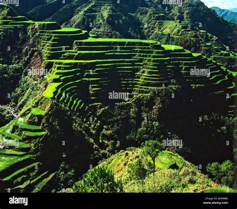 Rice terraces, Banaue, Ifugao Province, Luzon, Philippines Stock Photo ...