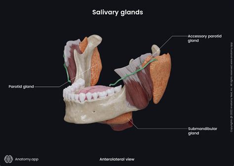 Salivary glands | Encyclopedia | Anatomy.app | Learn anatomy | 3D ...