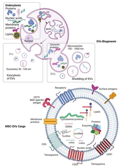 Emerging Roles of Mesenchymal Stem/Stromal-Cell-Derived Extracellular ...