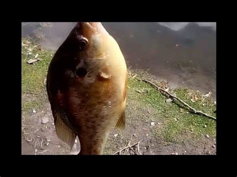 Image result for Shellcracker Baits