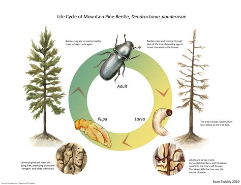 What Is A Beetle's Life Cycle at Louise Parker blog