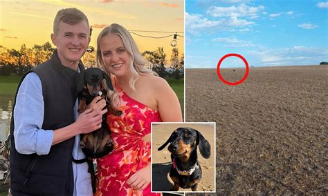 Runaway daschund found alive 16 months after being lost in wilderness