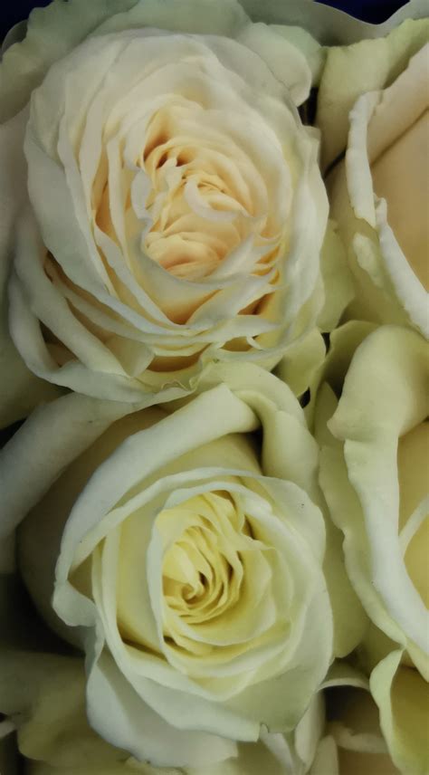 Rose Playa Blanca - Standard Rose - Roses - Flowers by category ...