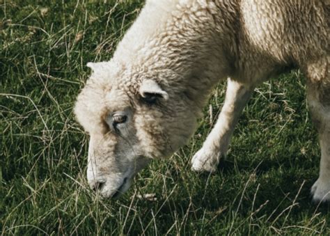 属羊2022年运势及运程详解 属羊人2022年全年每月运势运程 - 哔哩哔哩