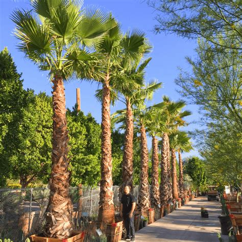 Shop Mexican Fan Palm Tree At Moon Valley Nurseries