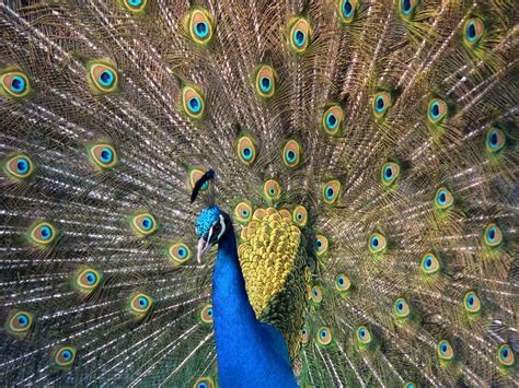 Las propiedades funcionales de las plumas naturales