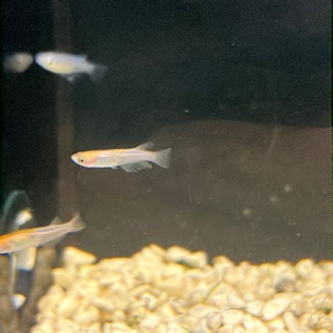 Medaka Rice fish (Oryzias Latipes) Kohaku – Tropical Aquarium