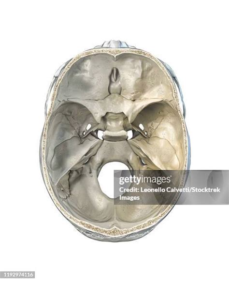 Process Bone 的图像结果