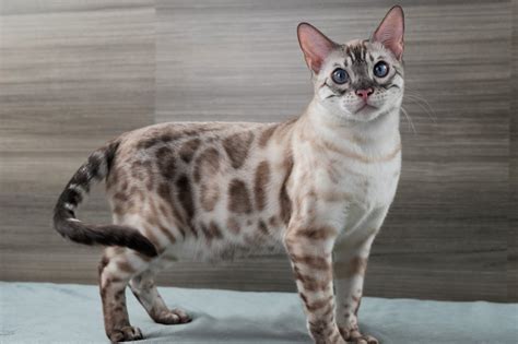 Bengal Cat Colors: Complete Guide to All Coat Variations | Pet Perfect