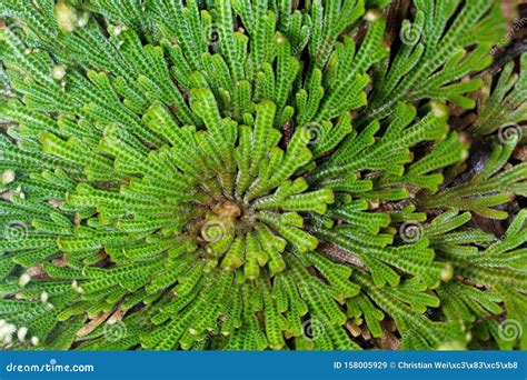 Rose Of Jericho Anastatica Hierochuntica Plant In Glass Bowl. Its ...