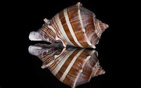 Image result for Shell Virtual Background