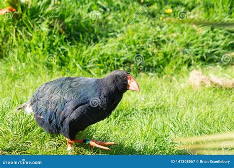 Takahe, Rare New Zealand Indigenous Flightless Bird Stock Image - Image ...