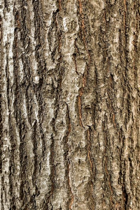 Tree trunk png Images - Free Download on Freepik
