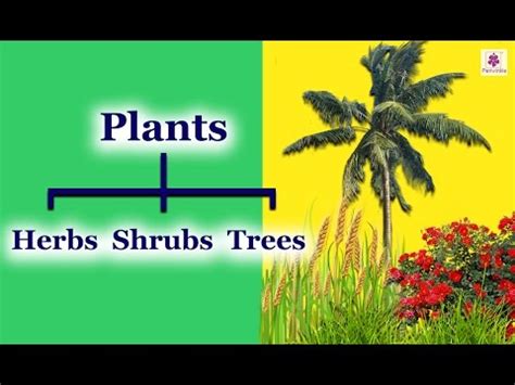 Classification of Plants: Herbs, Shrubs, Trees,Creepers and Climbers ...