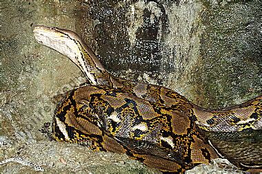 Image result for Netzpython Bite