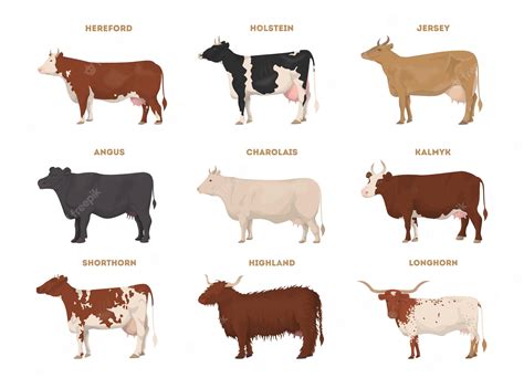 shorthorns #3423272 | Clipart Library