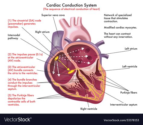 Image result for Cardiac Conduction System Disorders