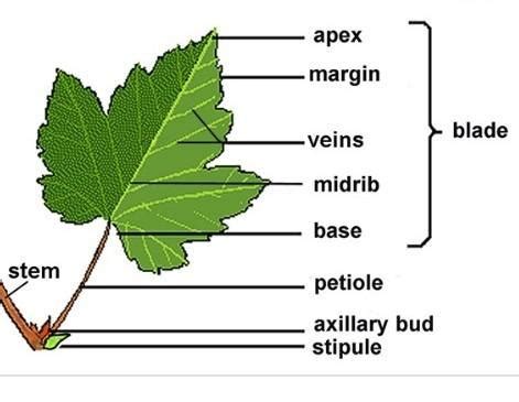 10. Draw and level the external structure of leaf? - Brainly.in